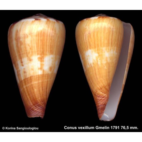 Conus vexillum Gorgeous Superb!
