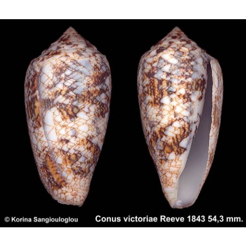 Conus victoriae Gorgeous Large!