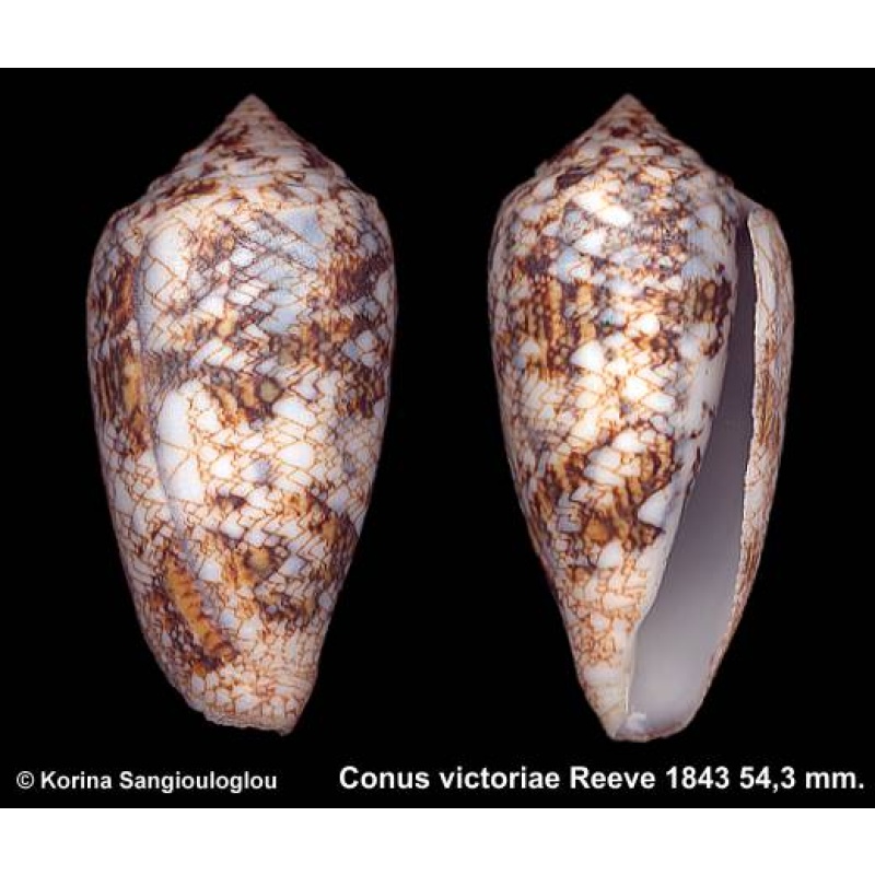 Conus victoriae Gorgeous Large!