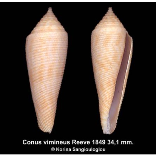 Conus vimineus Outstanding!