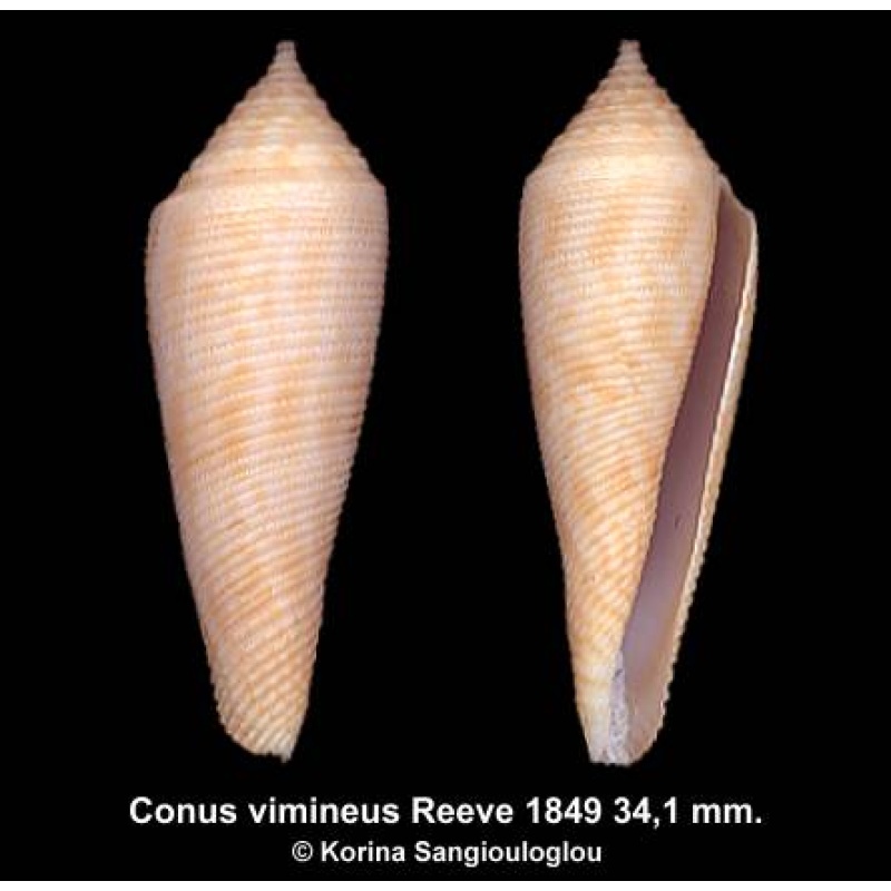 Conus vimineus Outstanding!
