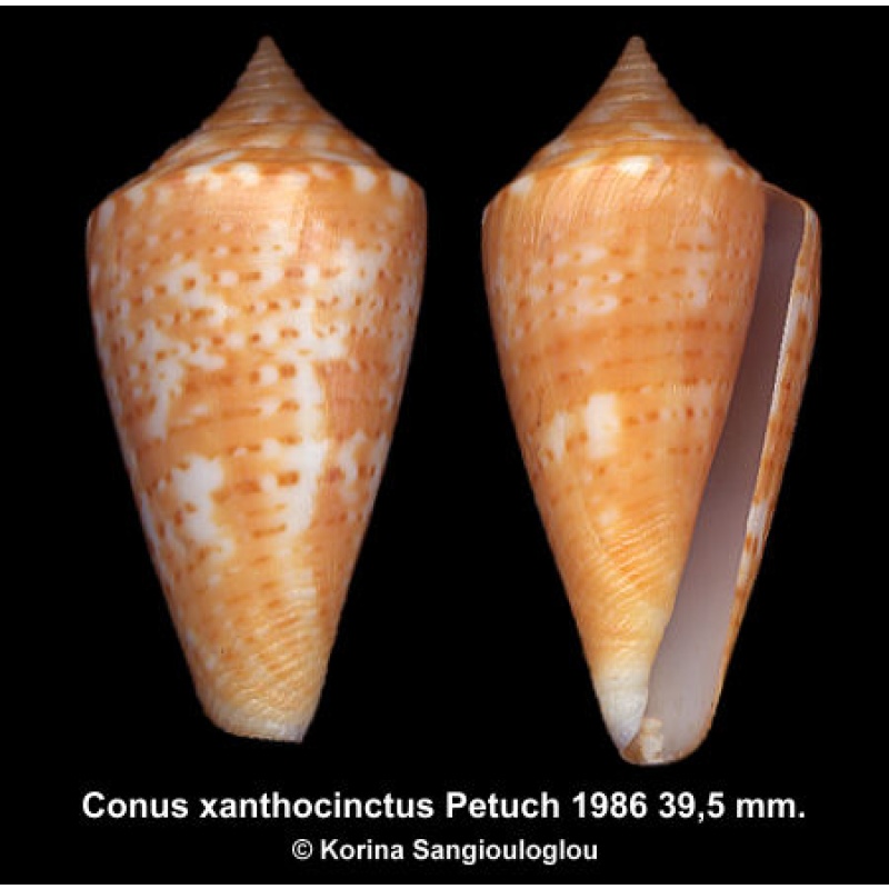 Conus xanthocinctus Gorgeous Slender Form!