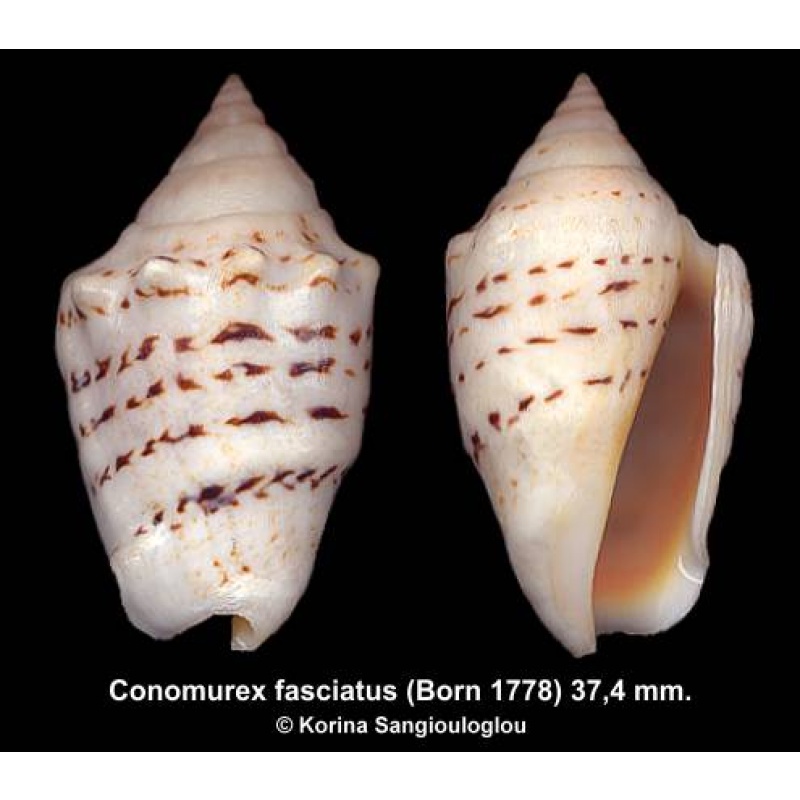 Conomurex fasciatus Gorgeous!