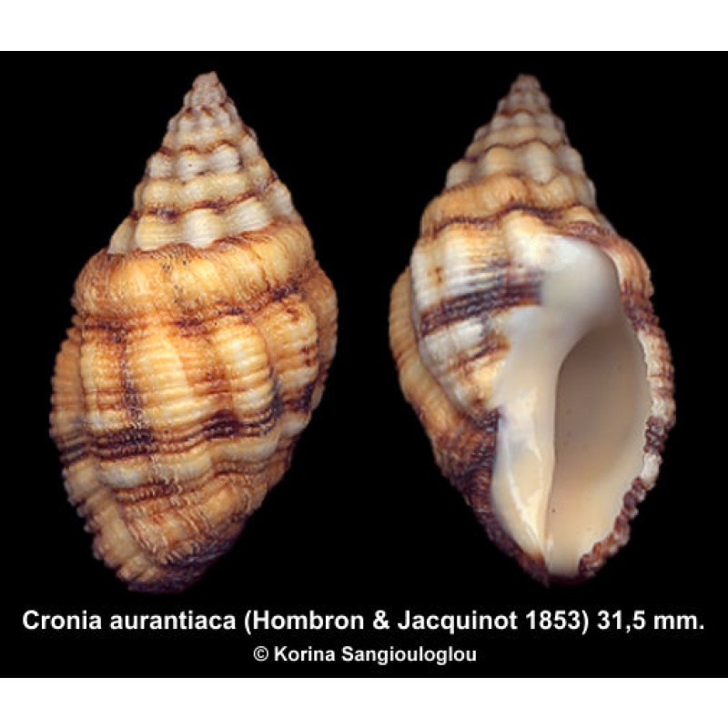 Cronia aurantiaca Gorgeous Colorful Large!