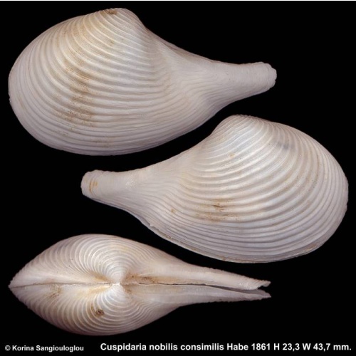 Cuspidaria nobilis consimilis Gorgeous Rare!