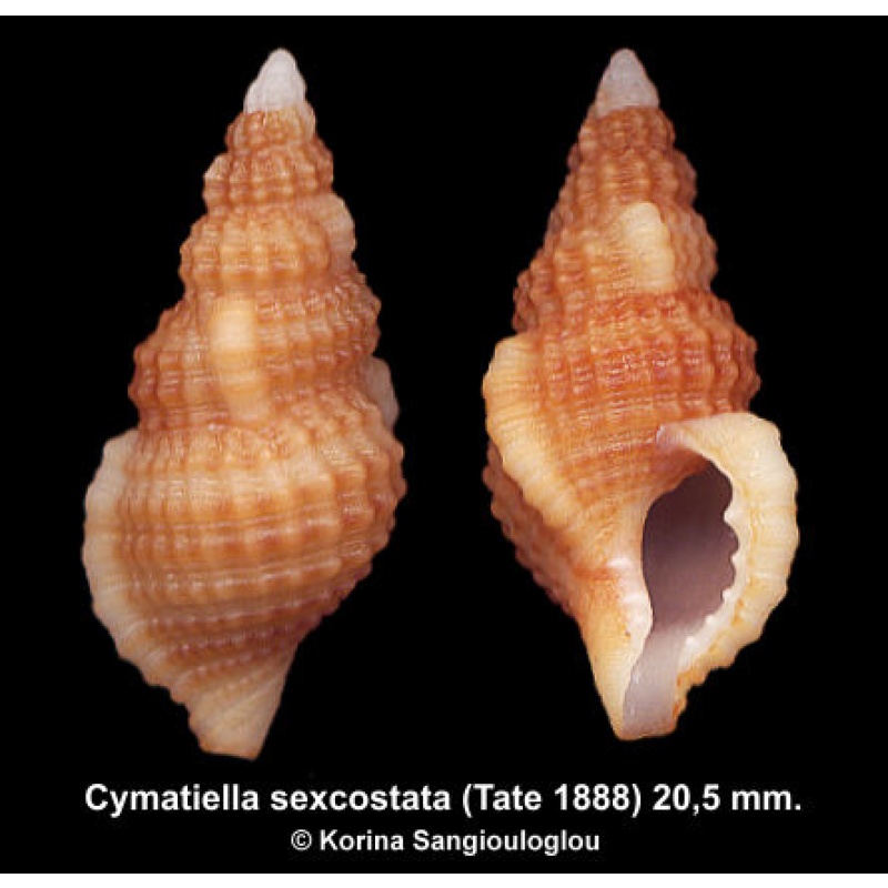 Cymatiella sexcostata Gorgeous Superb!