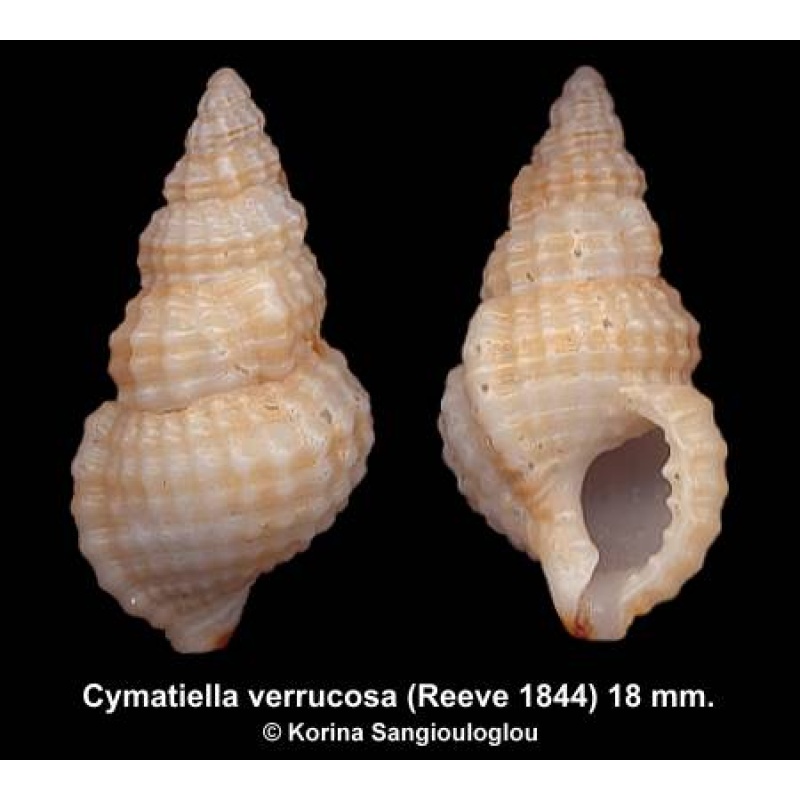 Cymatiella verrucosa Gorgeous!