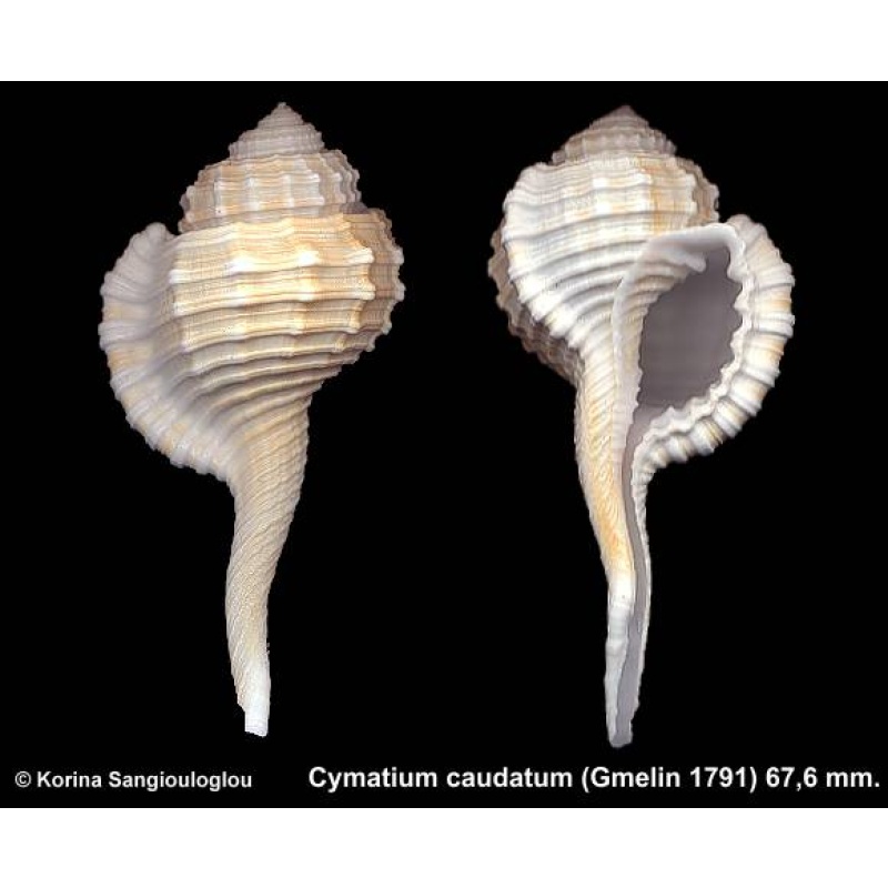 Cymatium caudatum Gorgeous Superb!