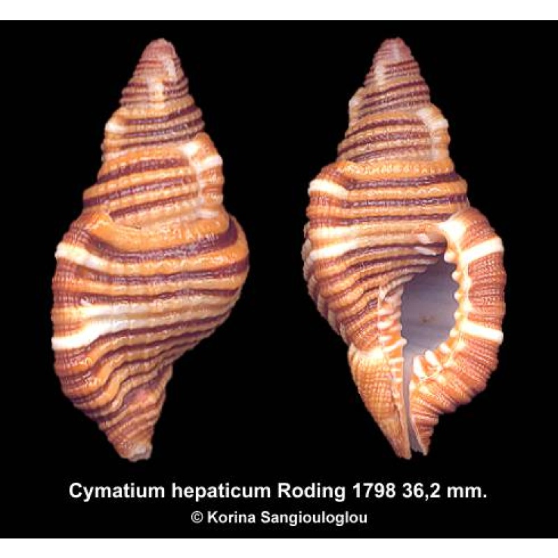 Cymatium hepaticum Outstanding Colorful!