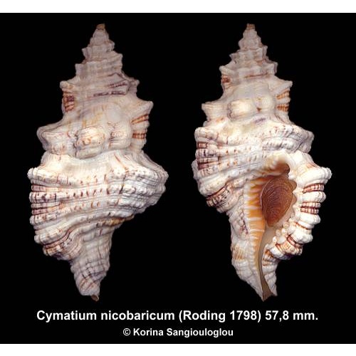 Cymatium nicobaricum Gorgeous From Maldives!