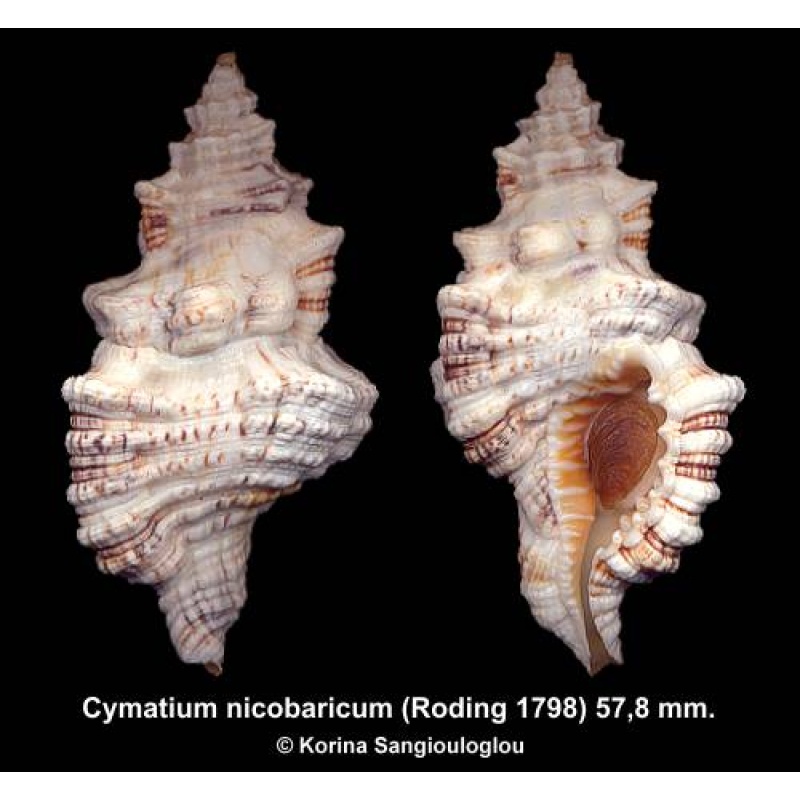 Cymatium nicobaricum Gorgeous From Maldives!