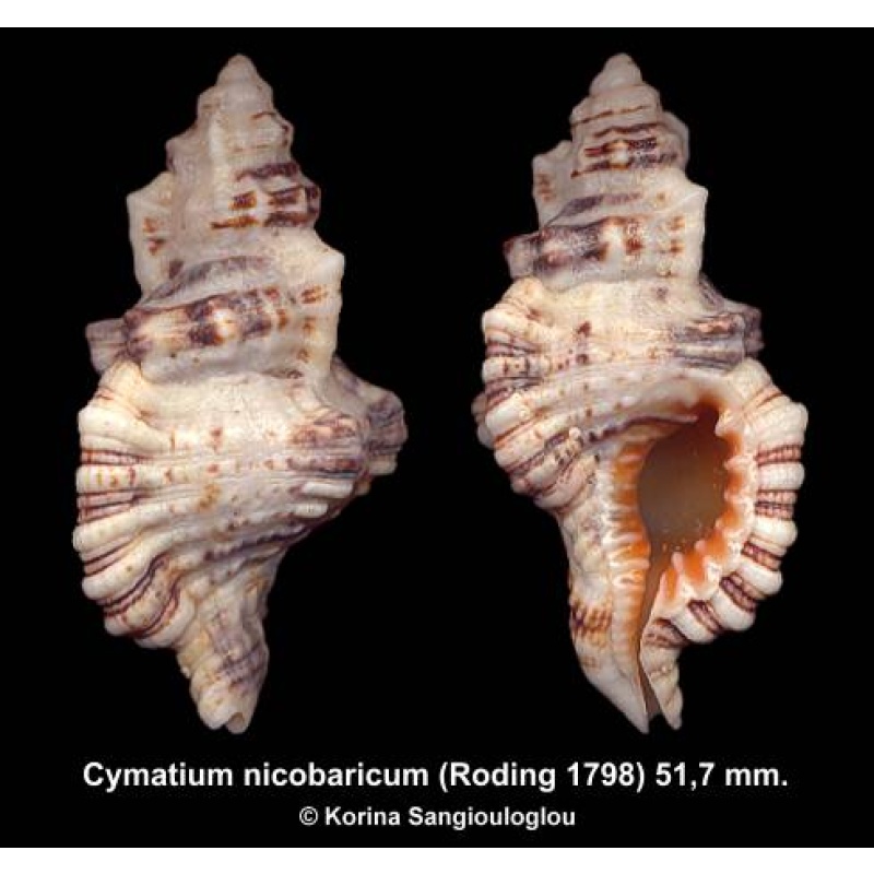 Cymatium nicobaricum Gorgeous From Solomon Isl.!