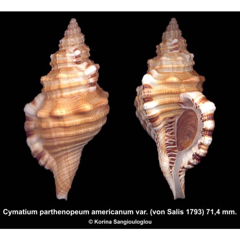 Cymatium parthenopeum americanum var. Gorgeous North Brazil Form!