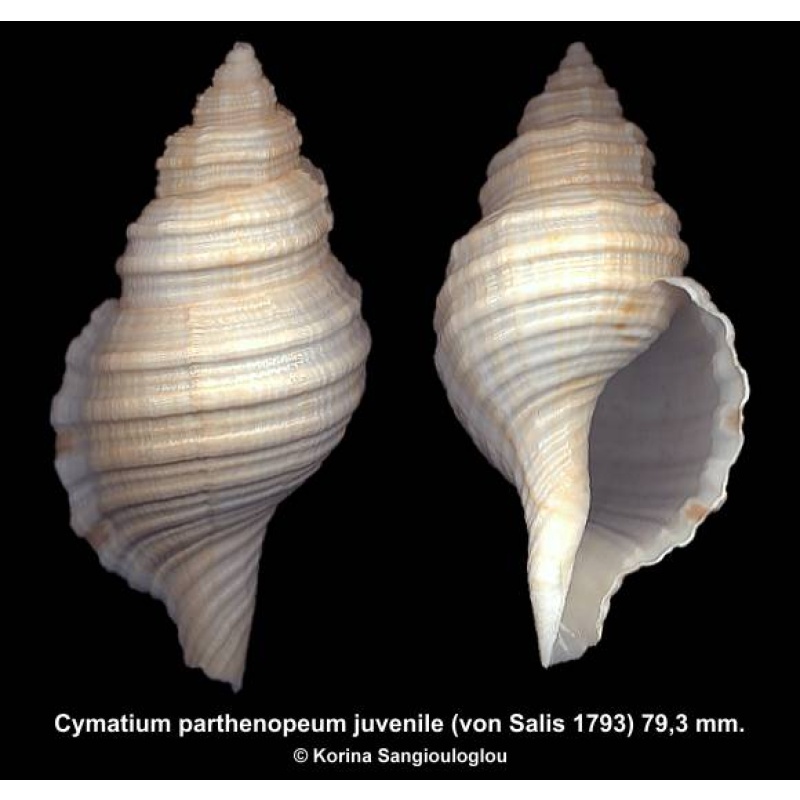 Cymatium parthenopeum juvenile Outstanding!