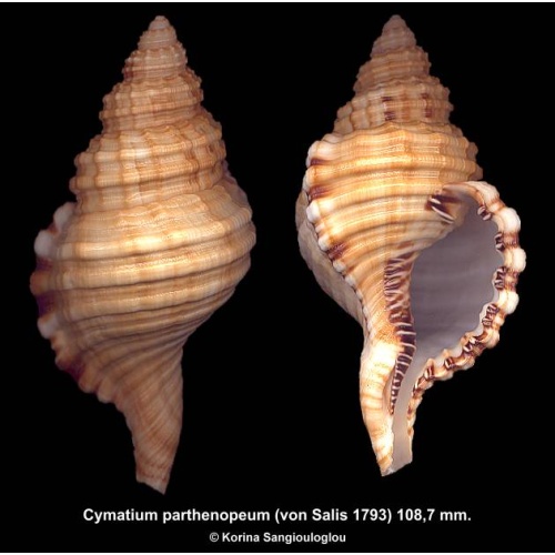 Cymatium parthenopeum Gorgeous Unusual Shape Large!