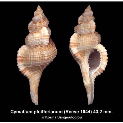Cymatium pfeifferianum Gorgeous Rare Western Australian form!