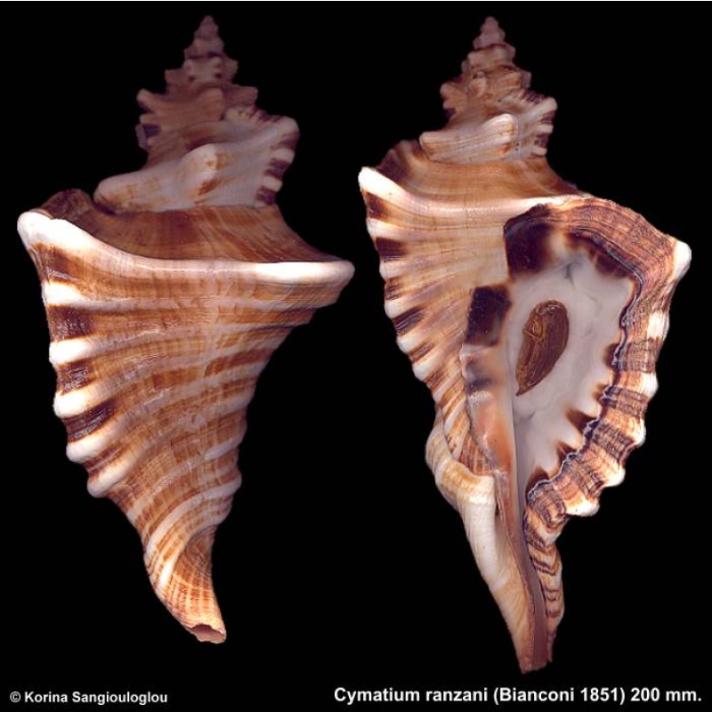 Cymatium ranzani Gorgeous Extra Large!