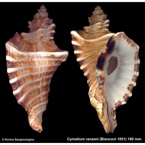 Cymatium ranzani Gorgeous Large Young!