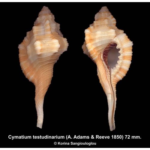 Cymatium testudinarium Gorgeous!