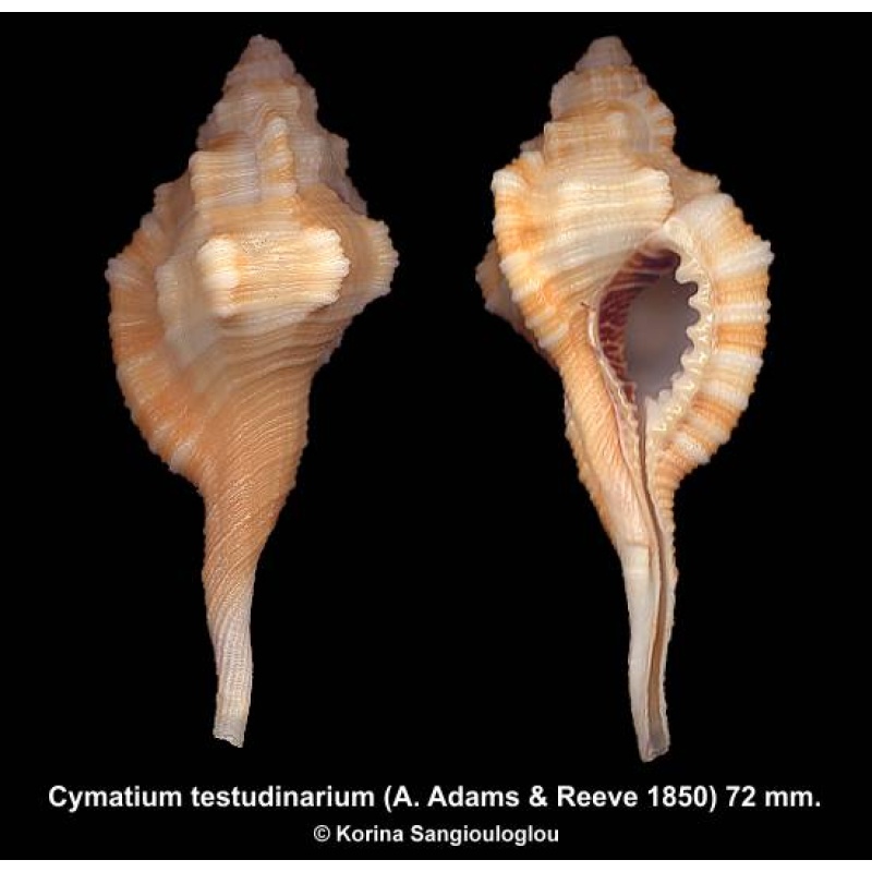Cymatium testudinarium Gorgeous!