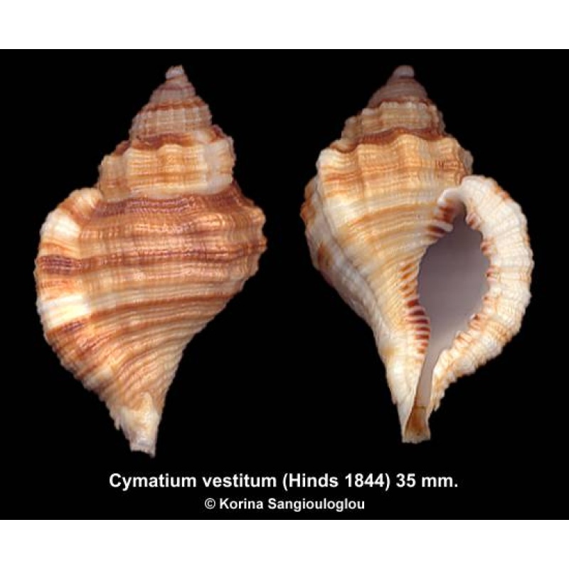 Cymatium vestitum Gorgeous Strange Shape!