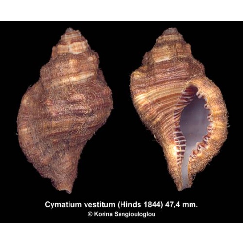 Cymatium vestitum Gorgeous With Periostracum!