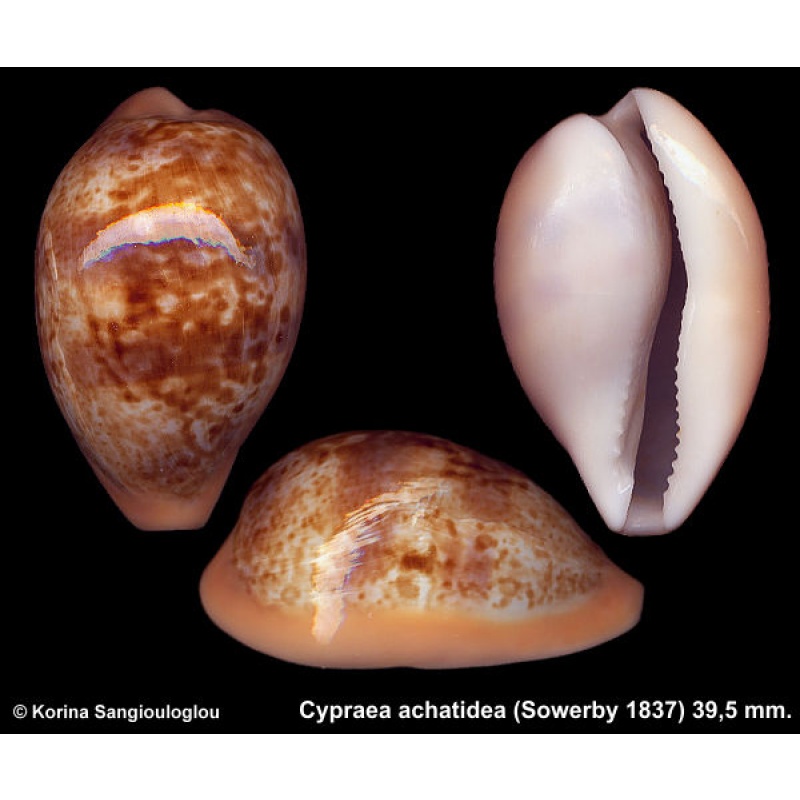 Cypraea achatidea Gorgeous Dark Globose!