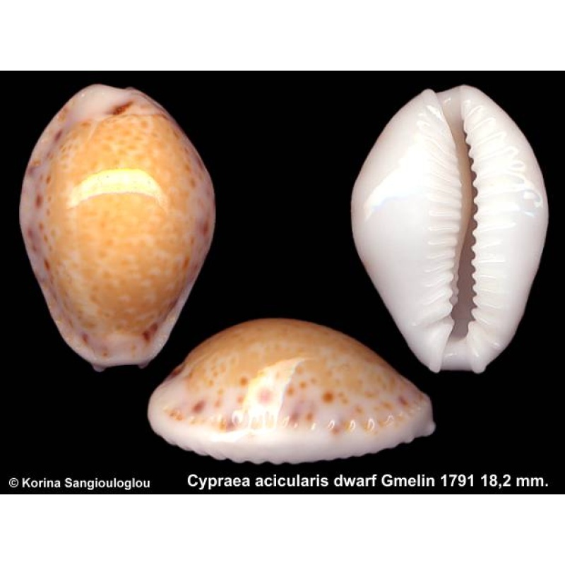 Cypraea acicularis dwarf Gorgeous Hyper Callosus Superb!
