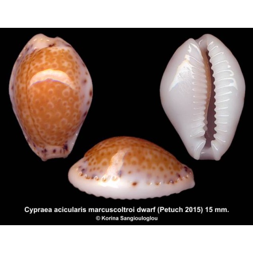 Cypraea acicularis marcuscoltroi dwarf Gorgeous Callosus Dark!