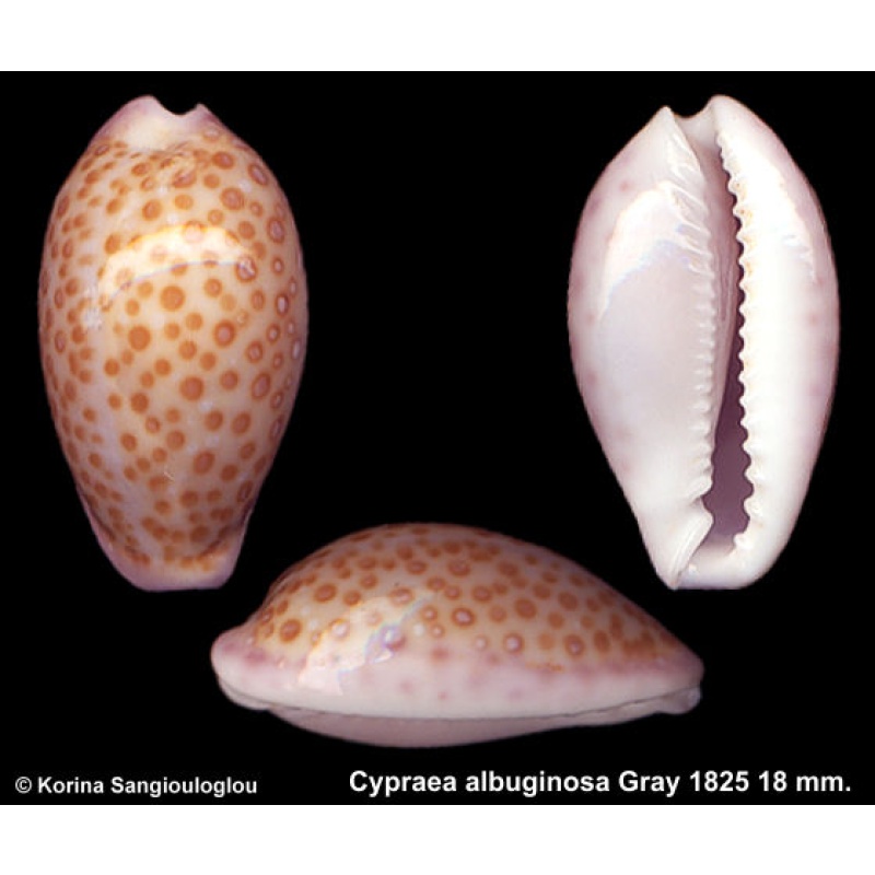 Cypraea albuginosa Gorgeous!