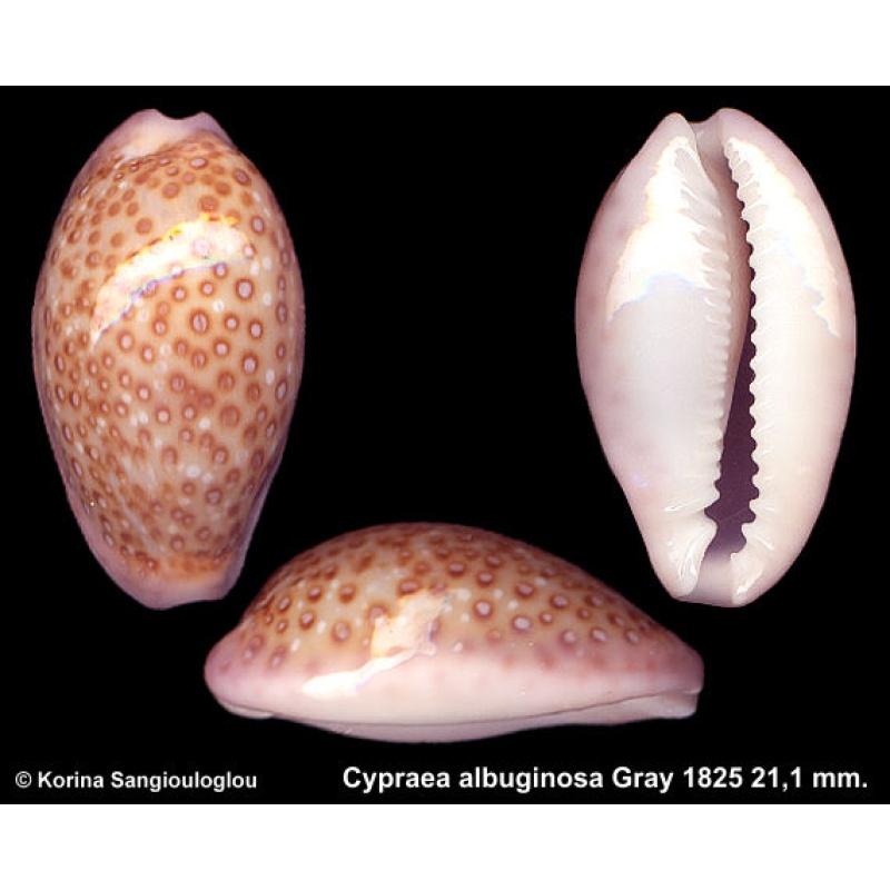 Cypraea albuginosa Gorgeous Exceptional Superb!
