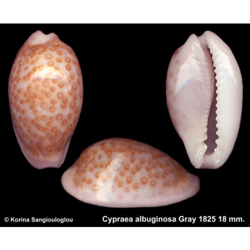 Cypraea albuginosa Gorgeous Light color Form!