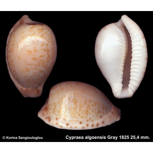Cypraea algoensis Gorgeous Superb!