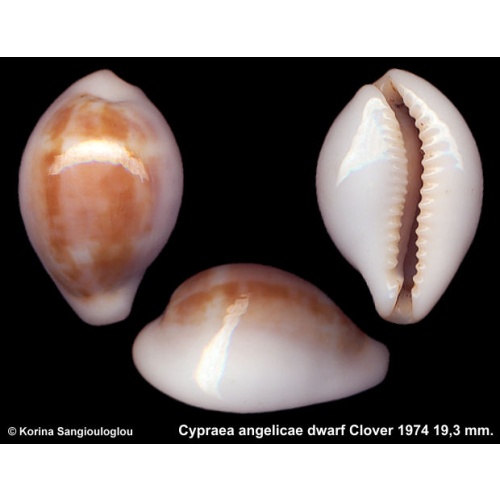 Cypraea angelicae dwarf Gorgeous Superb!