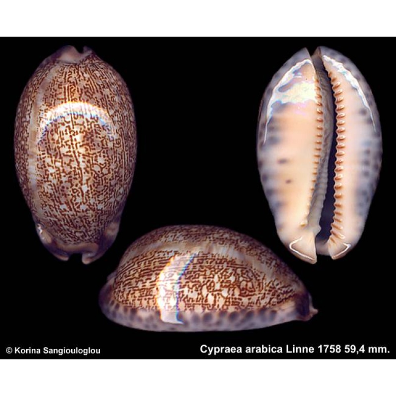 Cypraea arabica Gorgeous Large Blue margins!