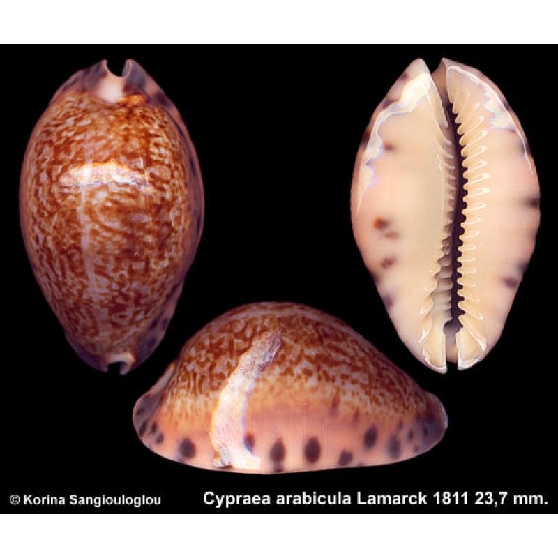 Cypraea arabicula Gorgeous Galapagos Form!