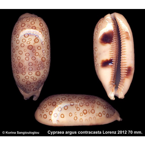 Cypraea argus contracasta Gorgeous Superb Pattern!