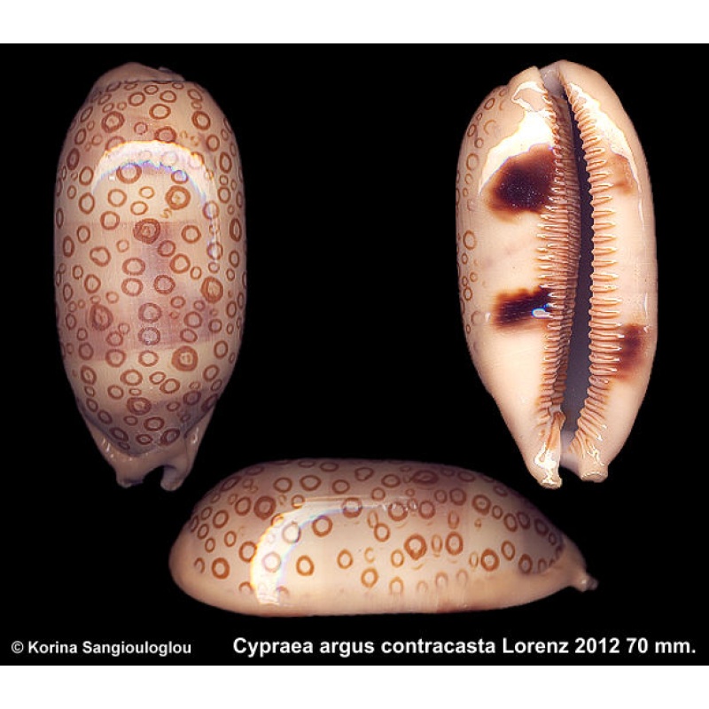Cypraea argus contracasta Gorgeous Superb Pattern!