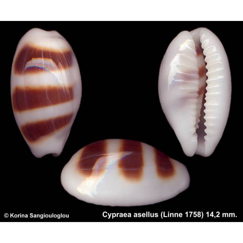 Cypraea asellus Outstanding!