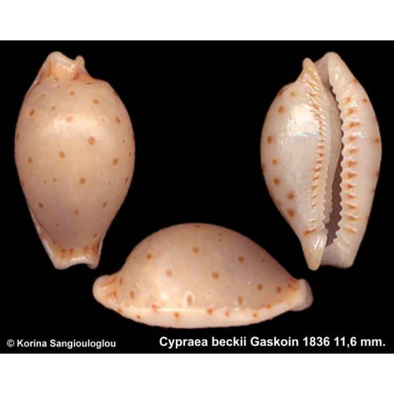 Cypraea beckii Gorgeous!