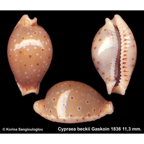 Cypraea beckii Gorgeous Deep Water Form!