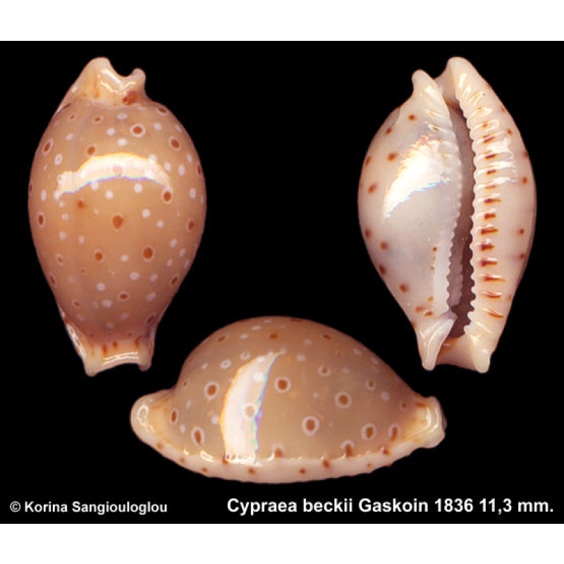 Cypraea beckii Gorgeous Deep Water Form!