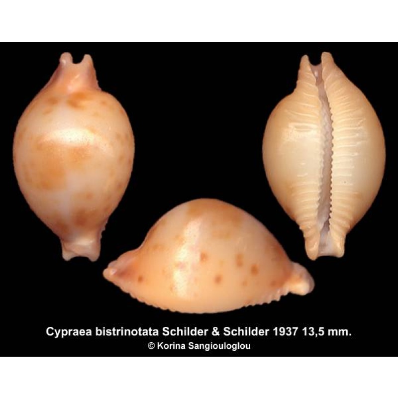 Cypraea bistrinotata Gorgeous Exceptional!