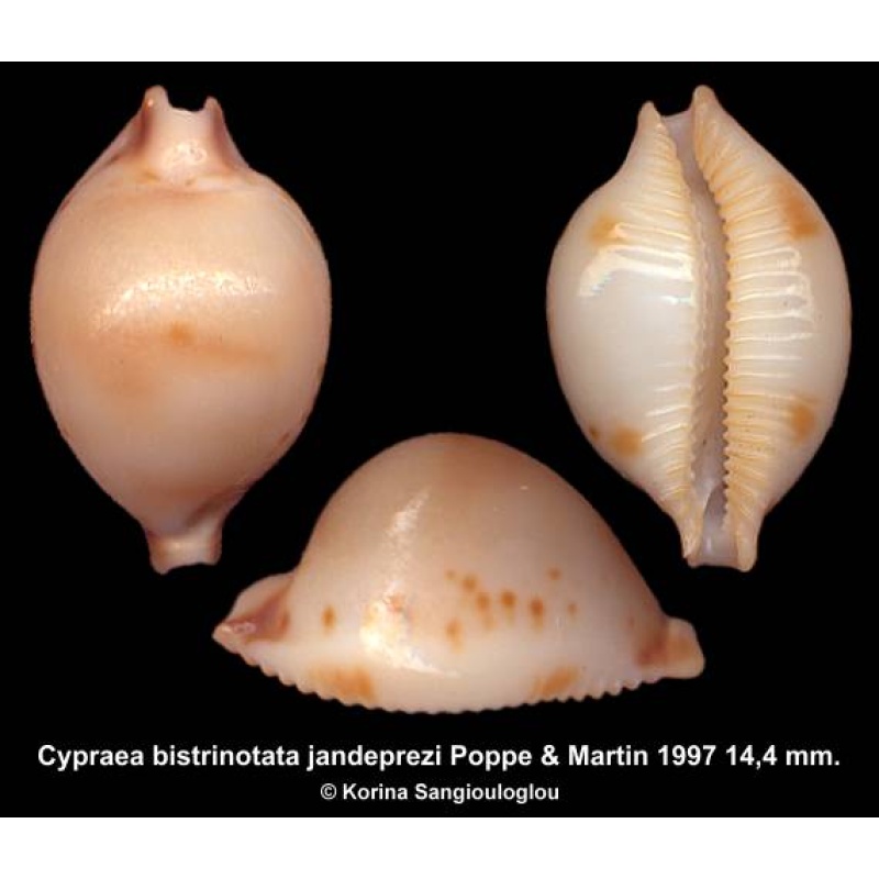 Cypraea bistrinotata jandeprezi Gorgeous!