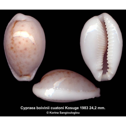 Cypraea boivinii cuatoni Outstanding Gorgeous!