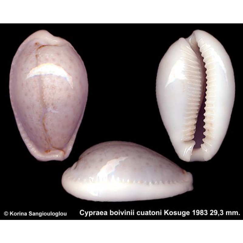 Cypraea boivinii cuatoni Outstanding Gorgeous Extra large!