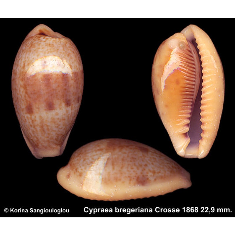 Cypraea bregeriana Gorgeous Large!