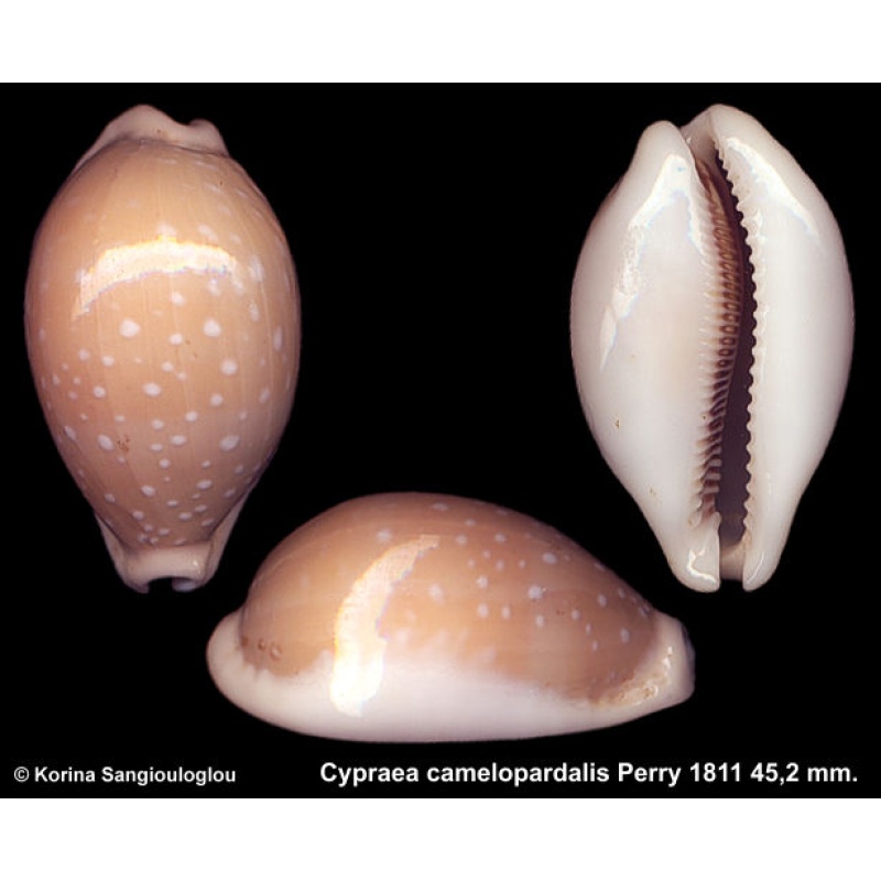 Cypraea camelopardalis Outstanding Gorgeous!