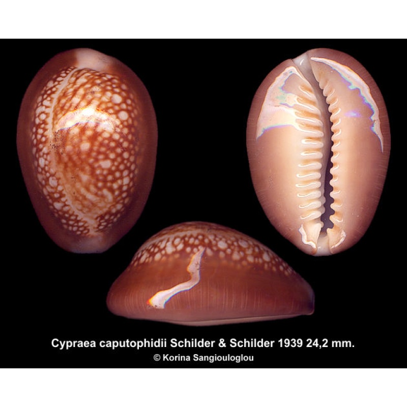 Cypraea caputophidii Outstanding!