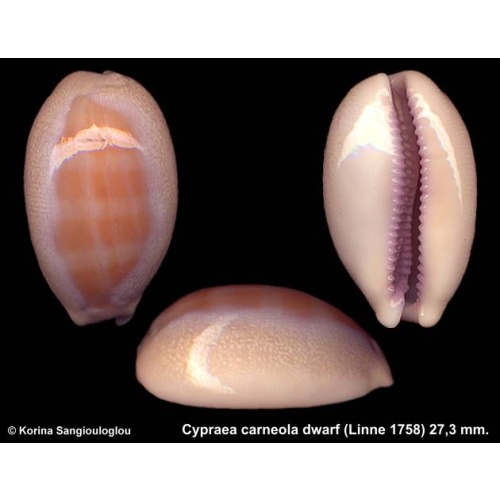 Cypraea carneola dwarf Gorgeous Blue Ring!